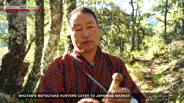 Bhutan's Matsutake Hunters Cater to Japanese Market