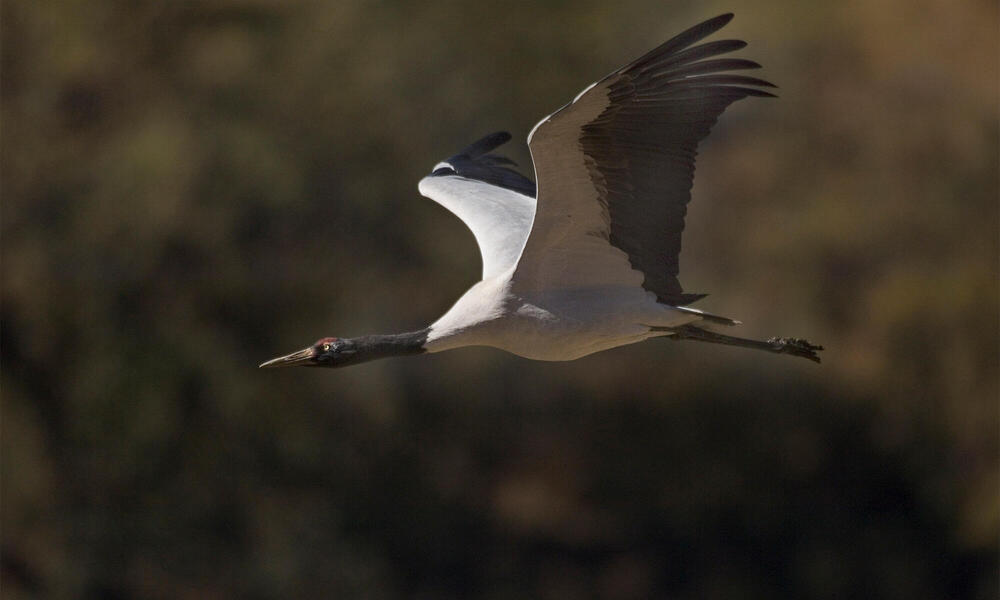 Conservation delivers sweeping benefits in the Eastern Himalayas