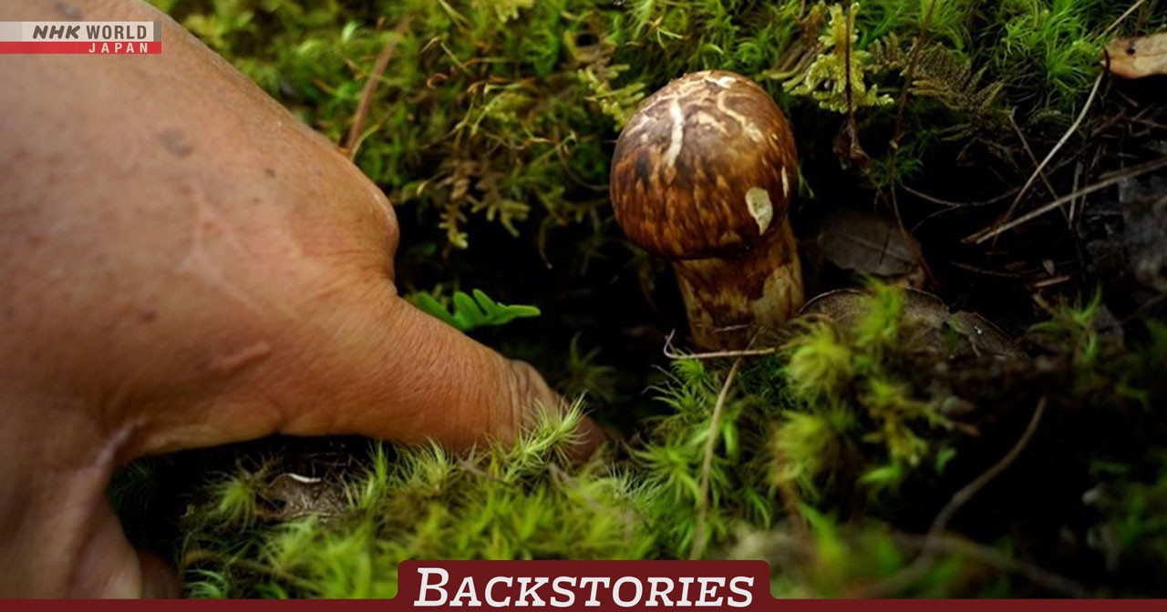 Fragment fungi rewards Himalayan foragers