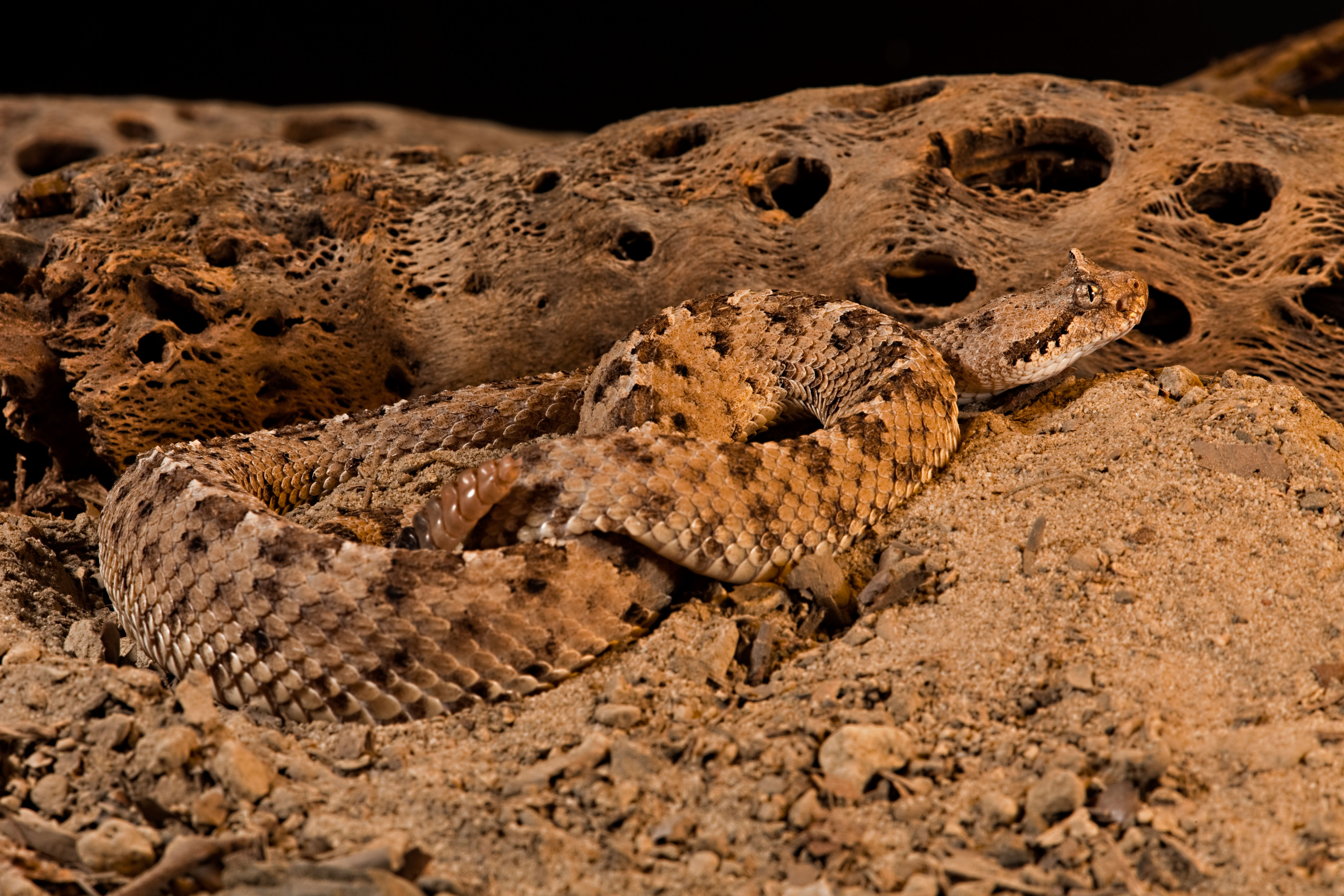 SideWinder APT Spotted Stealing Crypto