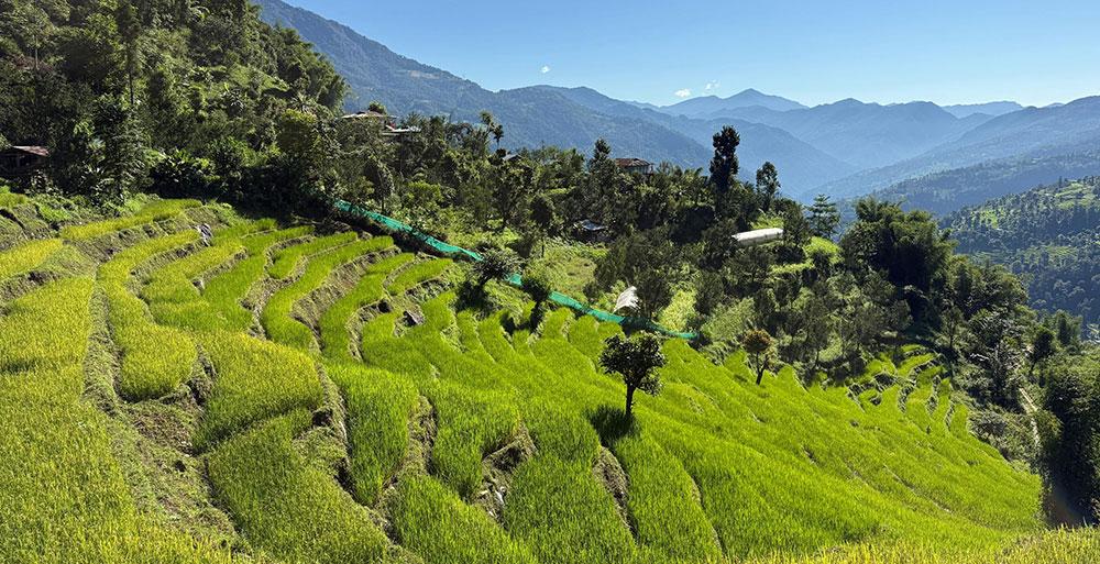 Bhutan&rsquo;s agrifood sector sees growth amid reforms and rising exports